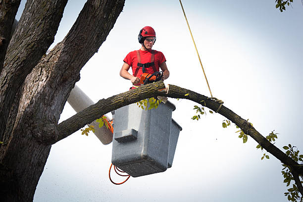 Best Stump Grinding and Removal  in Stepney, CT